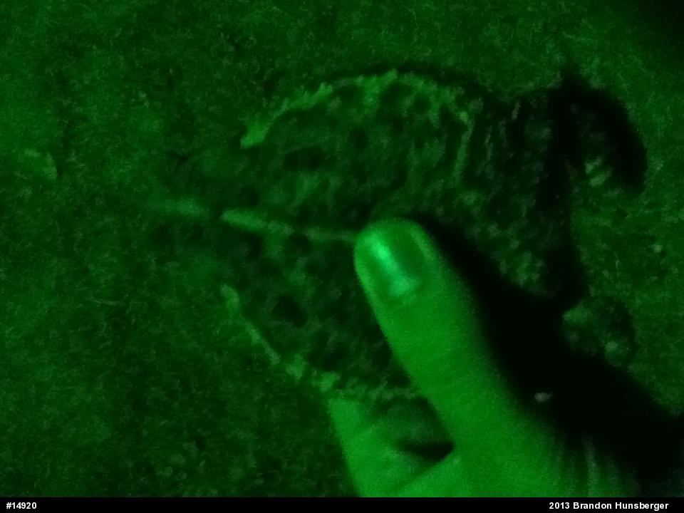 Eastern American Toad