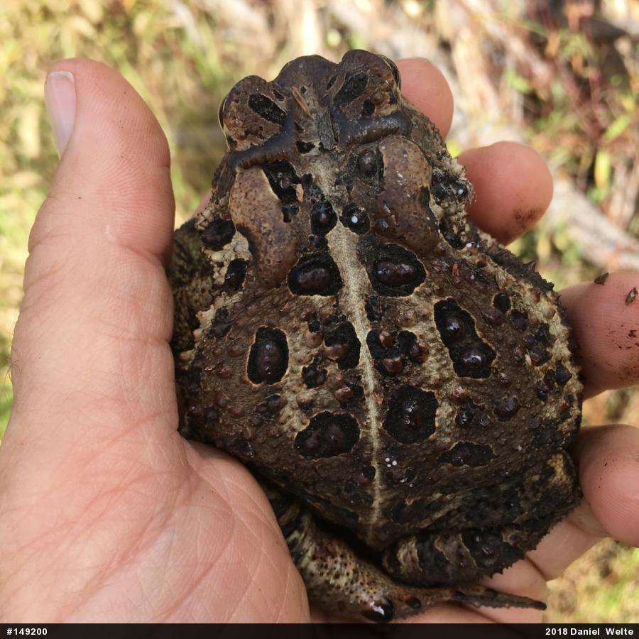 Eastern American Toad