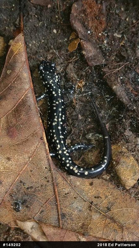 Northern Slimy Salamander