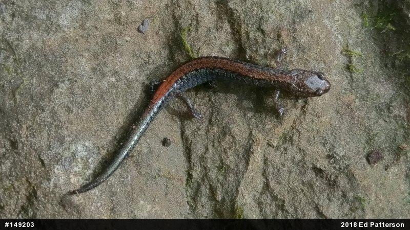 Eastern Red-backed  Salamander