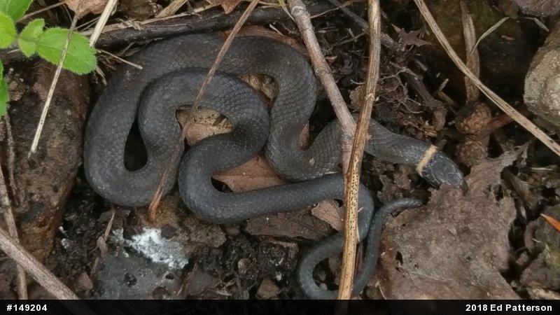 Northern Ring-necked Snake