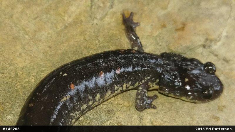 Wehrle's Salamander