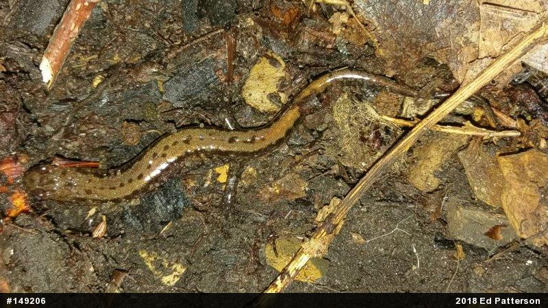 Allegheny Mountain Dusky Salamander