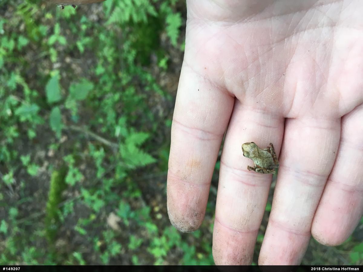 Spring Peeper