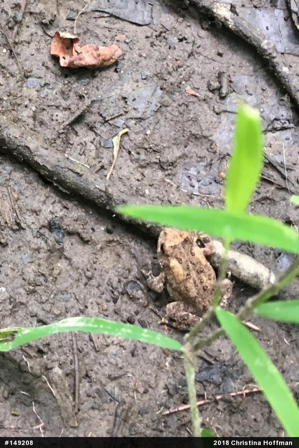 Eastern American Toad
