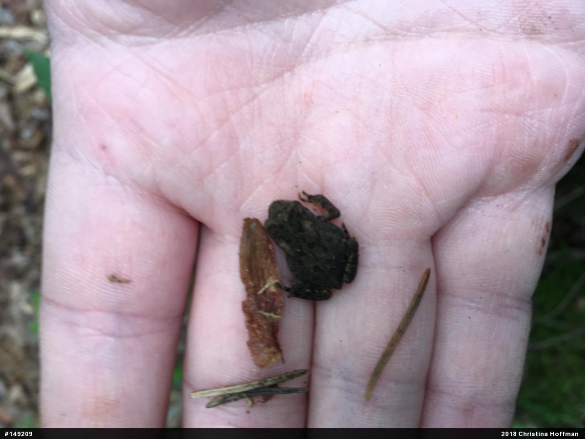 Eastern American Toad