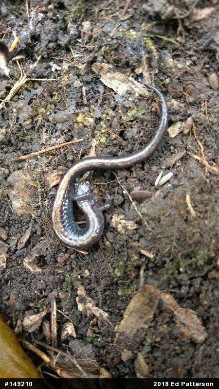 Eastern Red-backed  Salamander