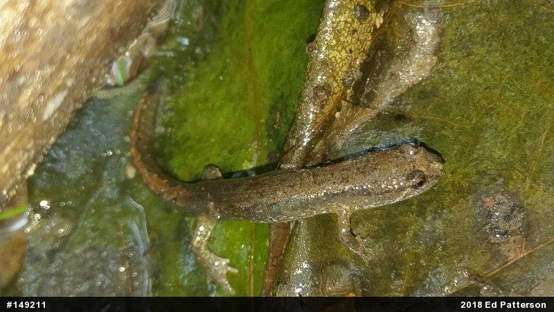 Northern Dusky Salamander