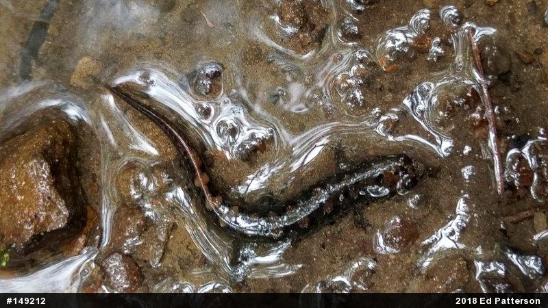 Seal Salamander