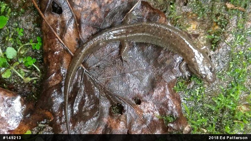 Northern Dusky Salamander