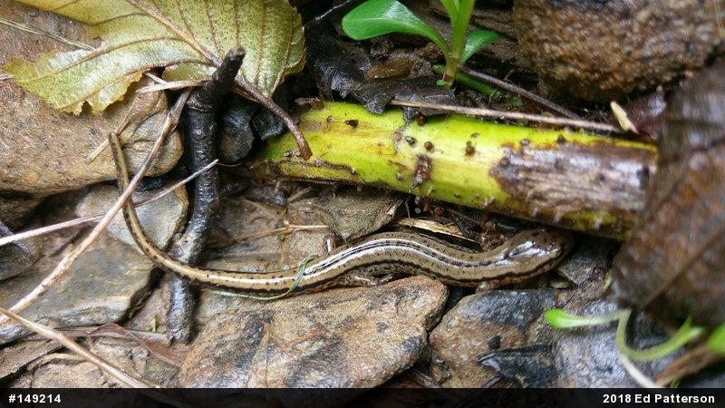 Northern Two-lined Salamander