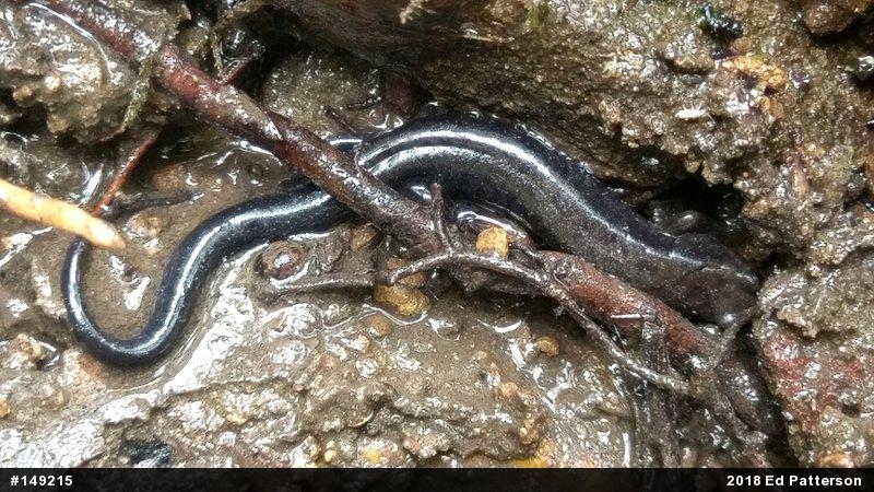 Allegheny Mountain Dusky Salamander