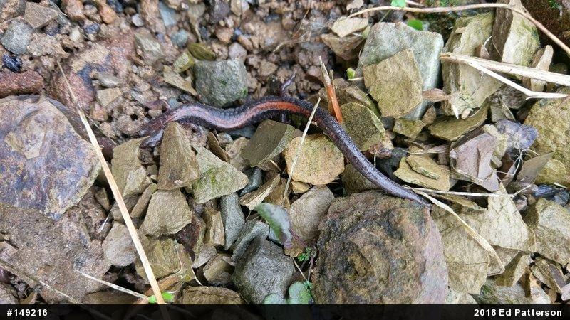 Eastern Red-backed  Salamander