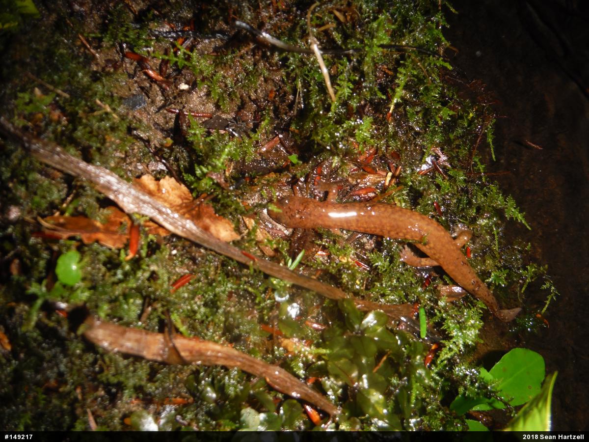 Northern Spring Salamander