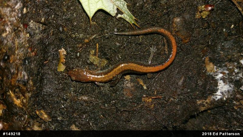 Eastern Red-backed  Salamander