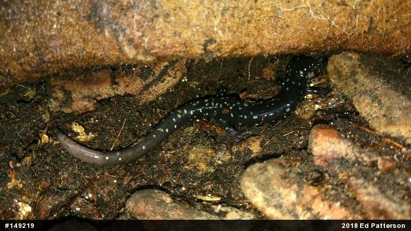 Northern Slimy Salamander