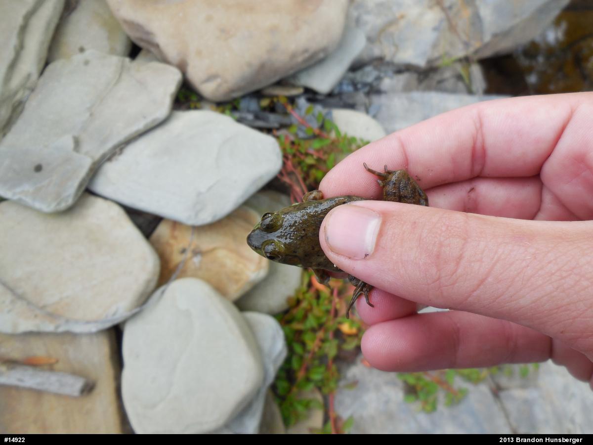American Bullfrog