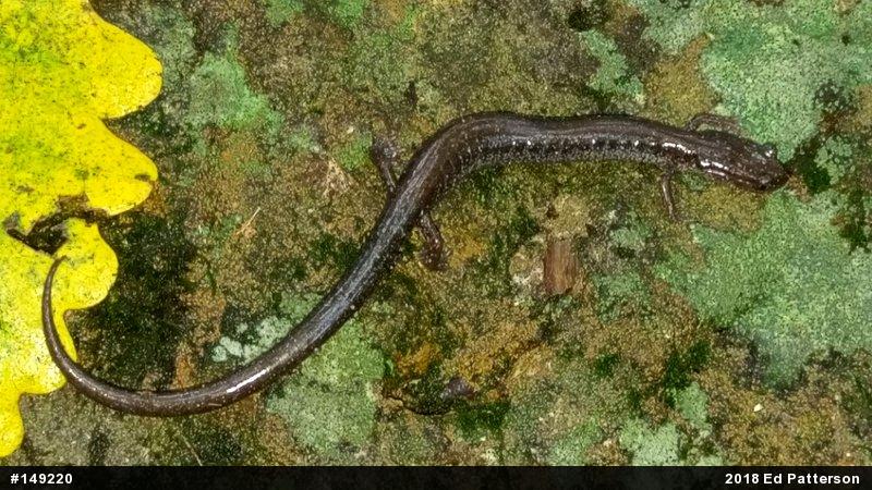 Valley And Ridge Salamander