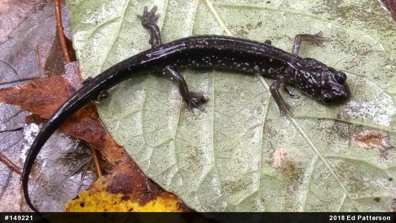 Wehrle's Salamander