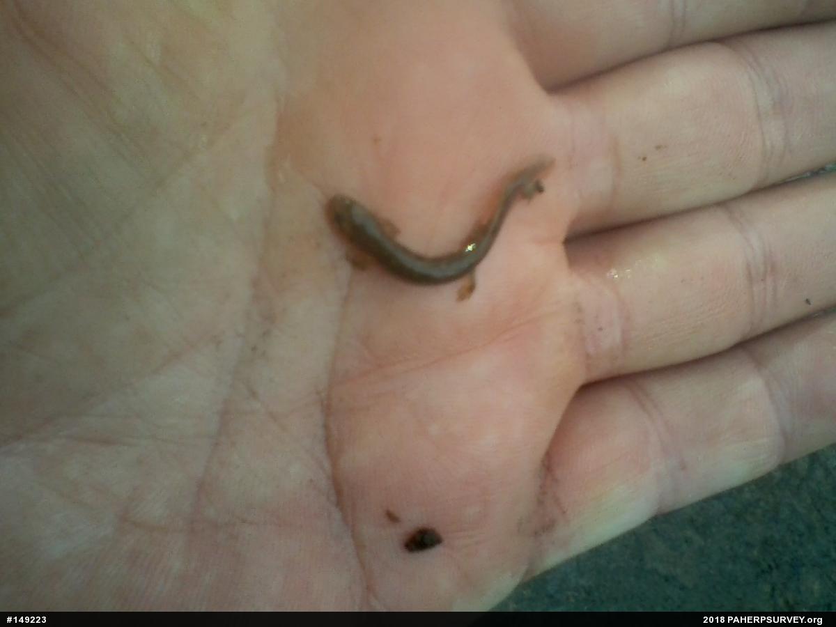 Northern Two-lined Salamander