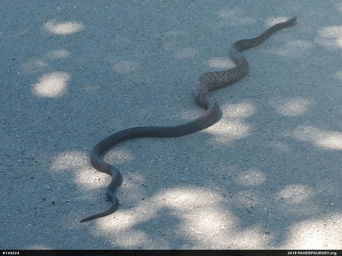 Eastern Ratsnake