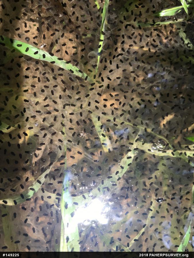True Frogs