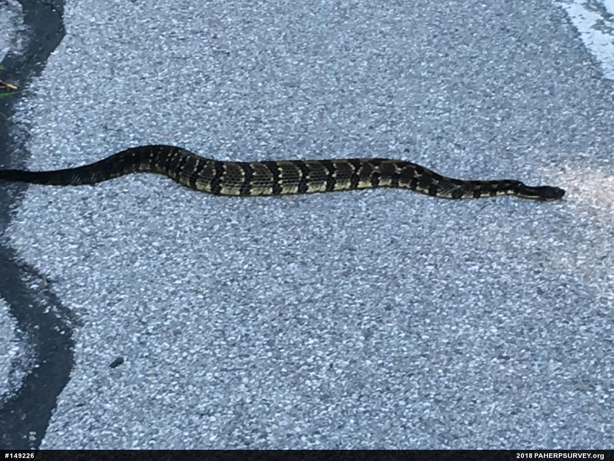 Timber Rattlesnake
