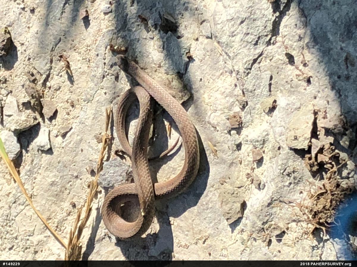 Dekay's Brownsnake