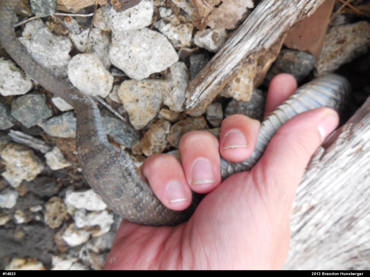 Northern Watersnake