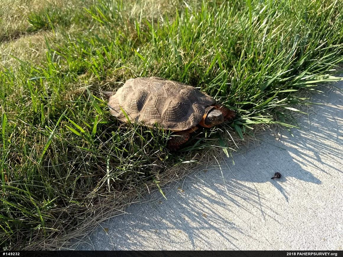 Wood Turtle