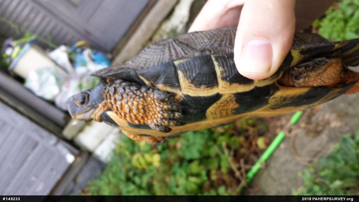 Wood Turtle
