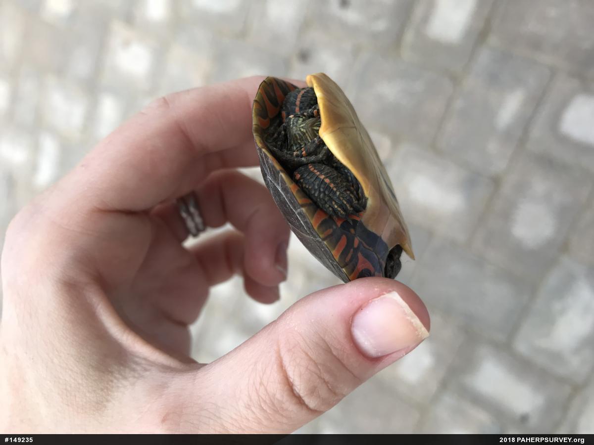 Painted Turtle