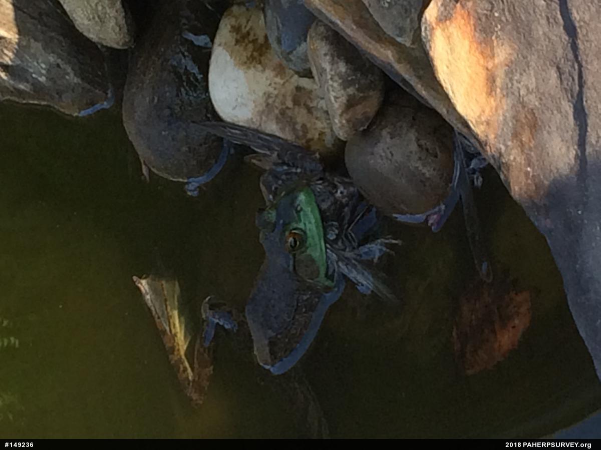 American Bullfrog