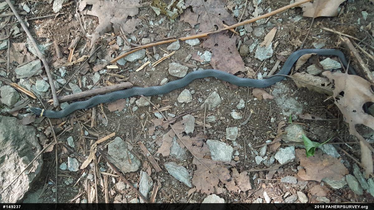 Northern Ring-necked Snake