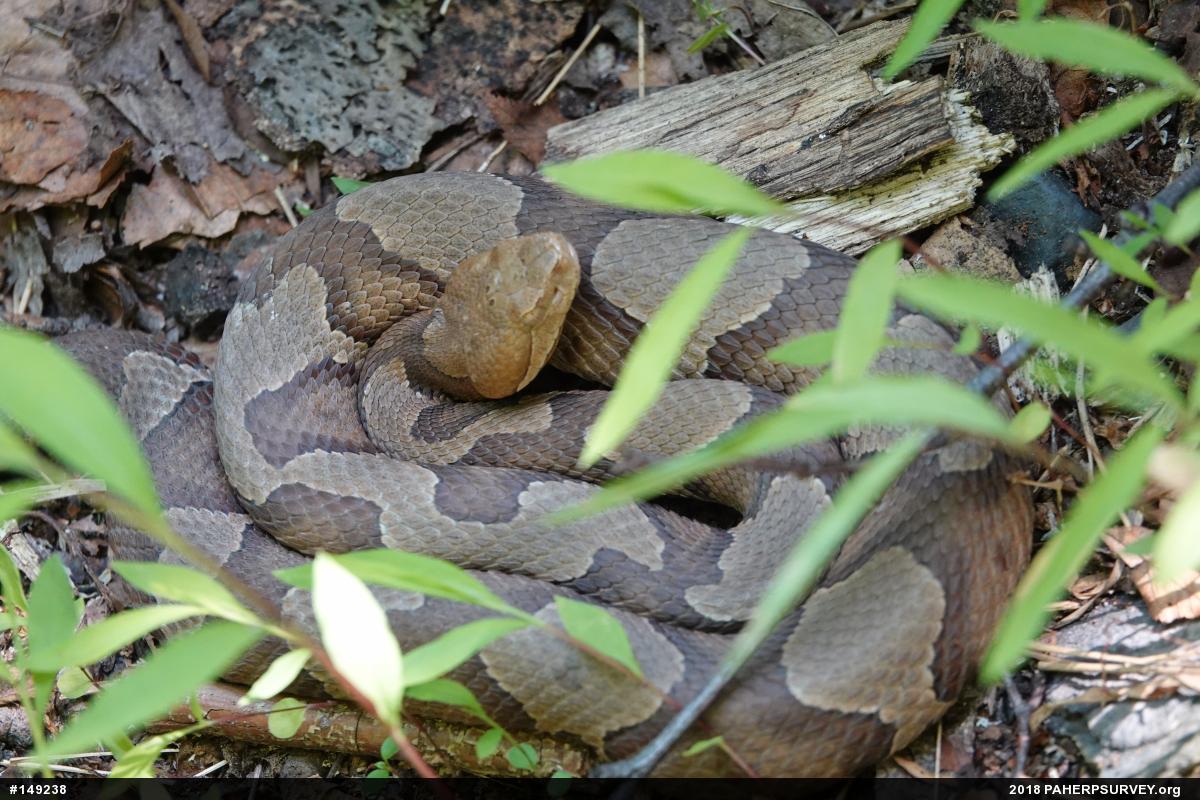 Northern Copperhead