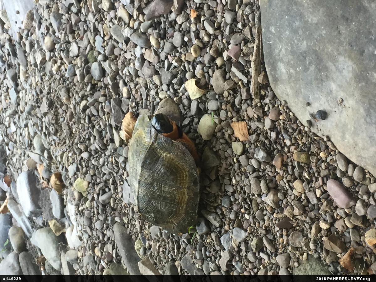 Wood Turtle