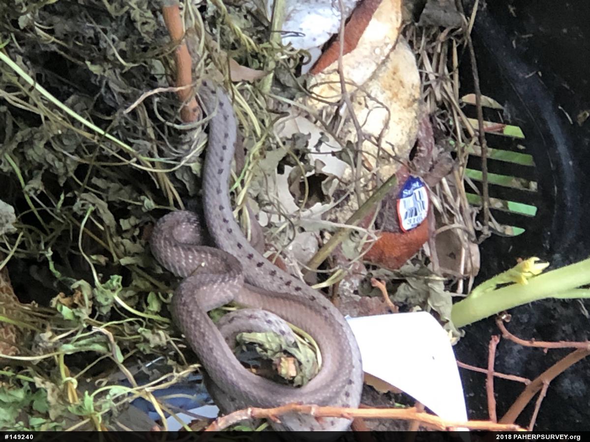 Dekay's Brownsnake