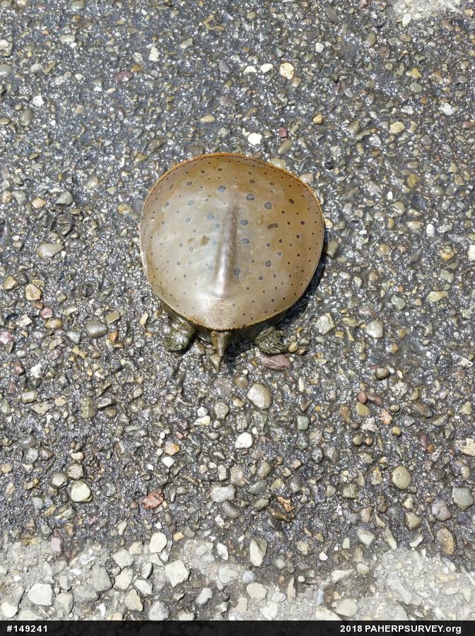 Eastern Spiny Softshell