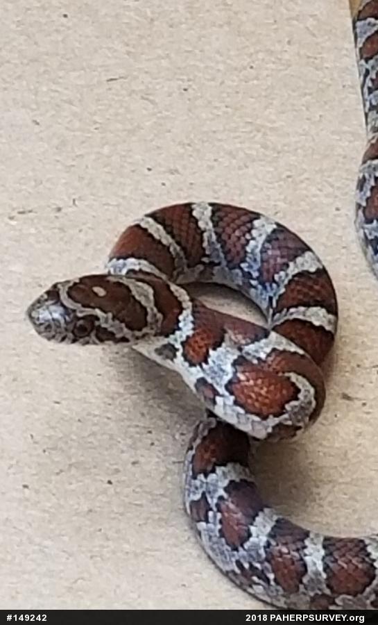 Eastern Milksnake