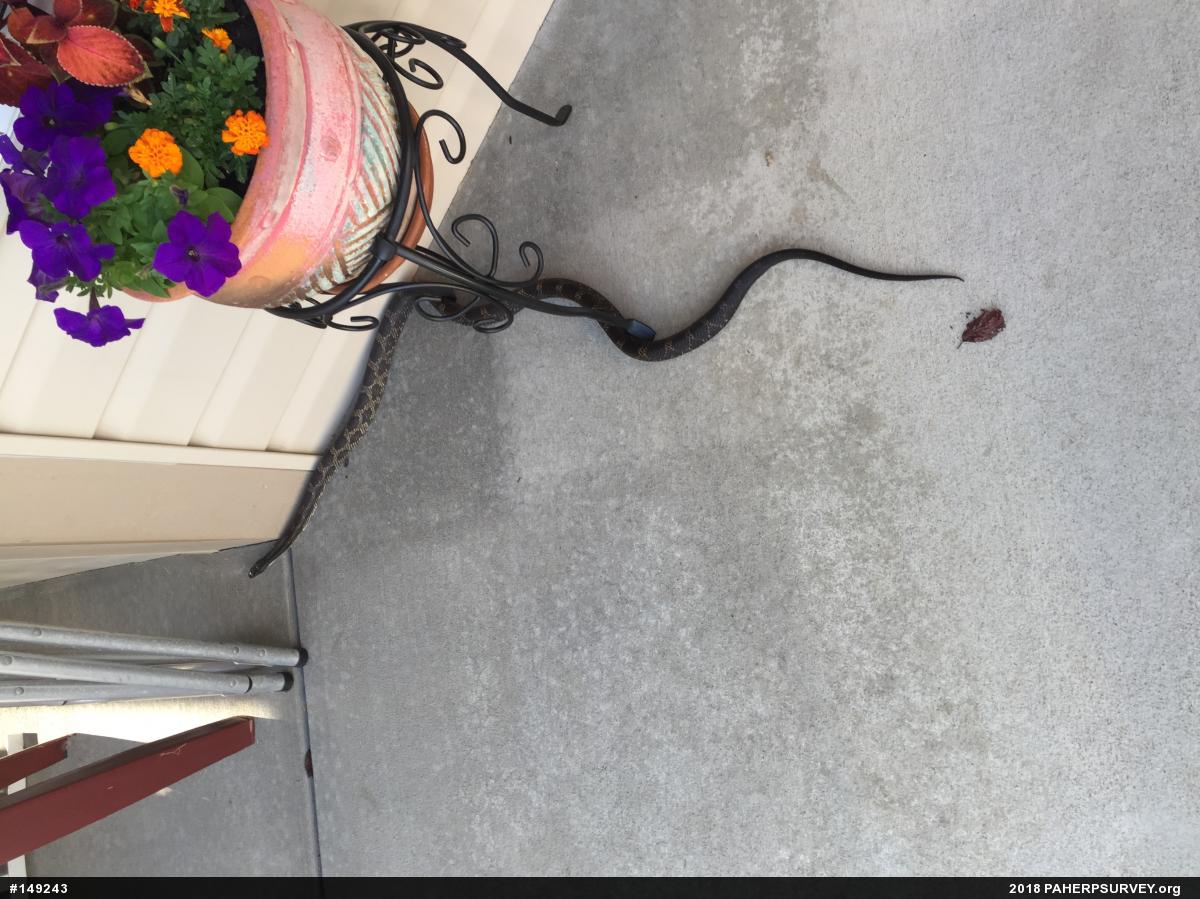 Eastern Ratsnake