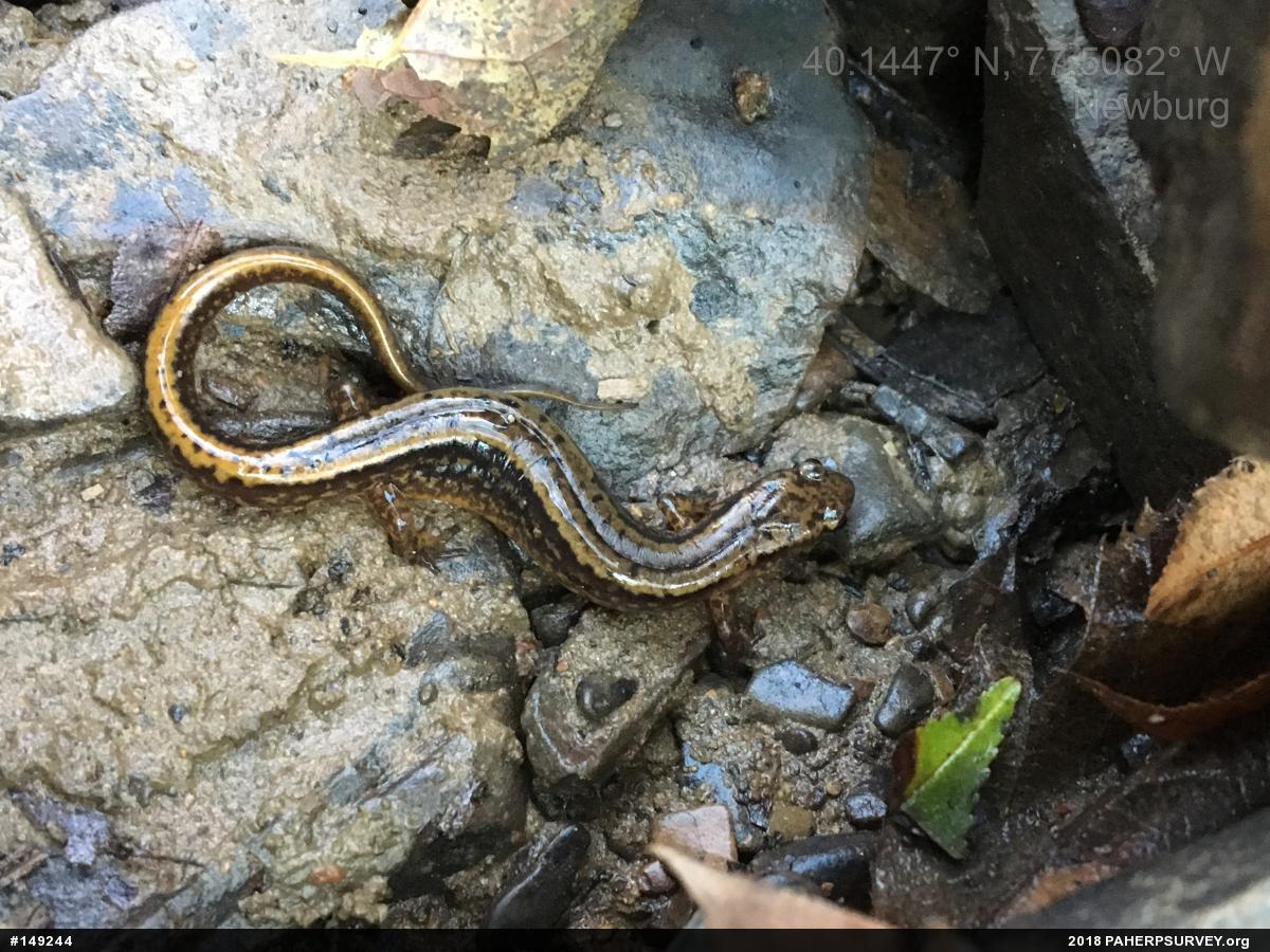 Northern Two-lined Salamander