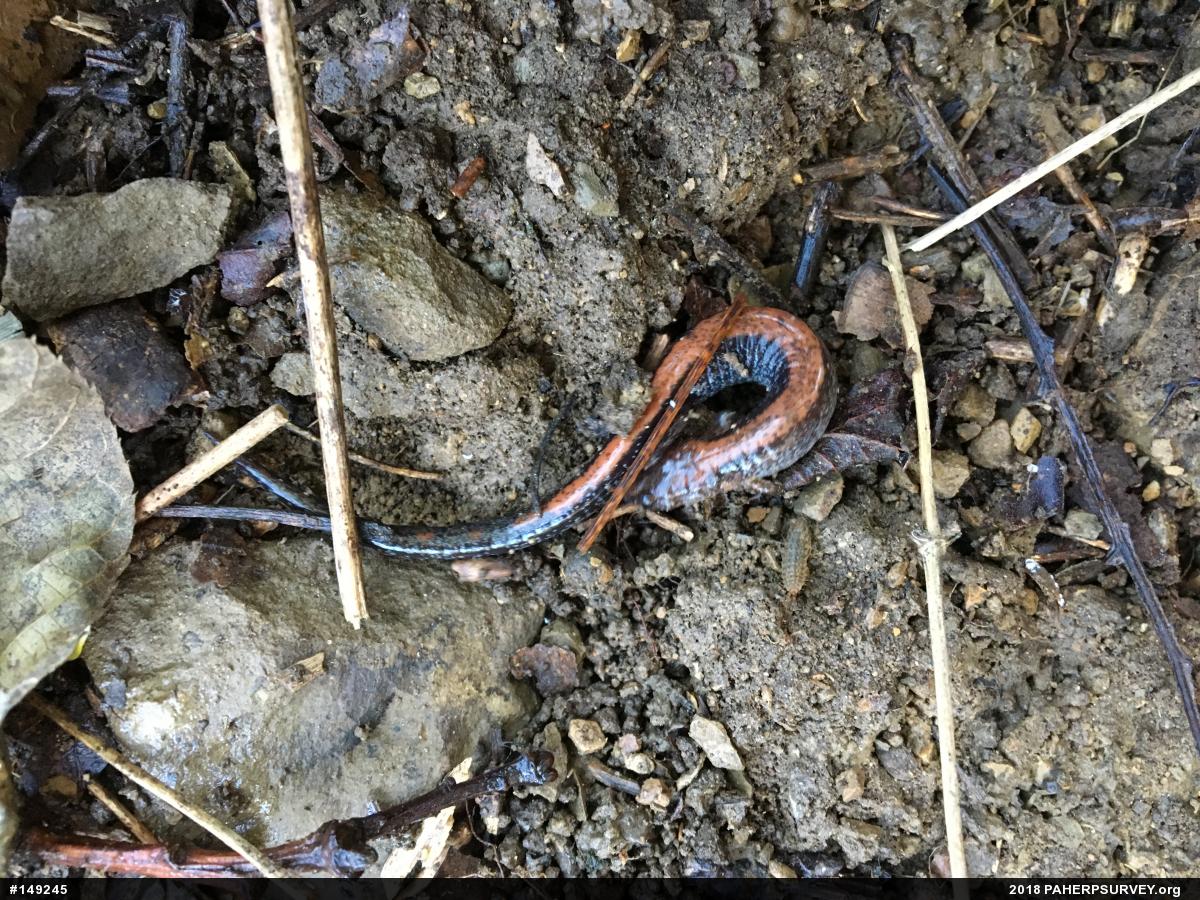 Eastern Red-backed  Salamander