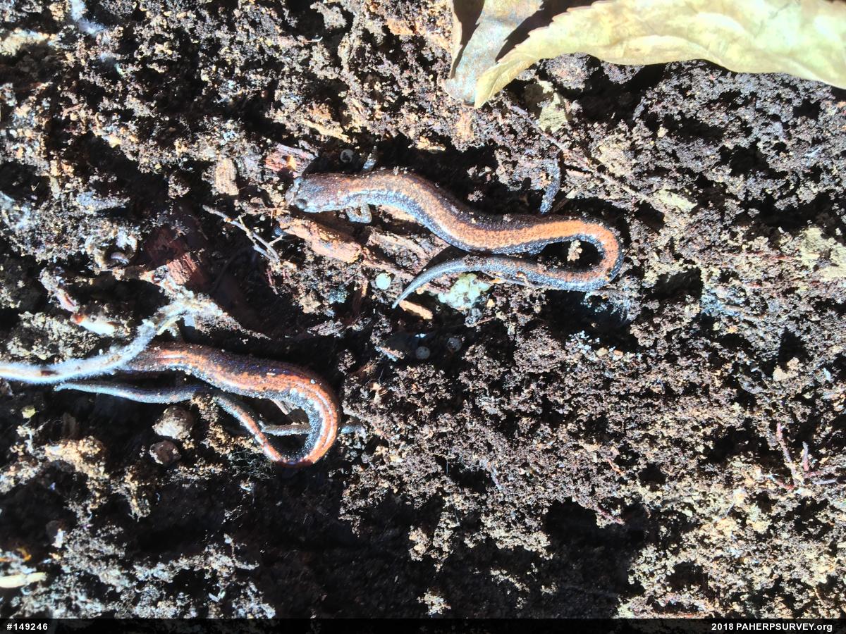 Eastern Red-backed  Salamander