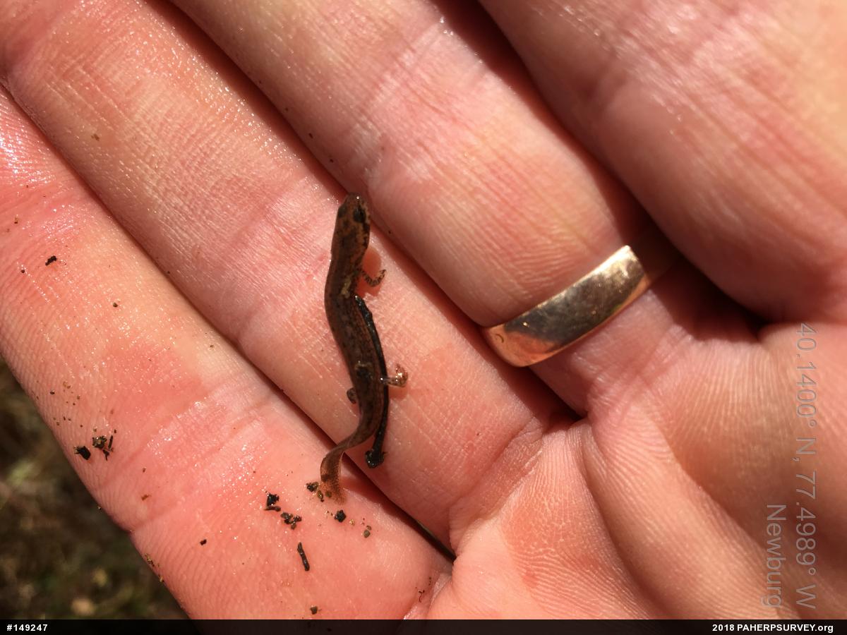 Northern Two-lined Salamander