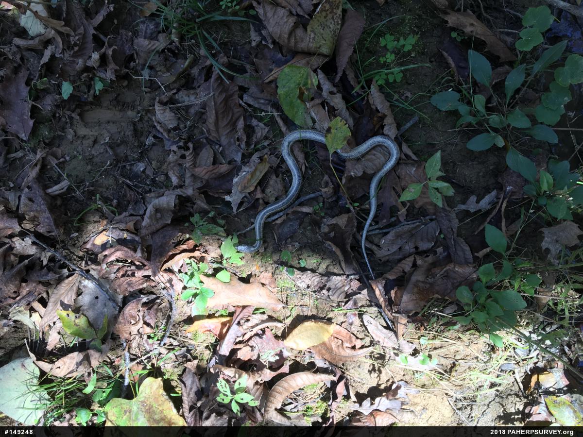 Eastern Gartersnake