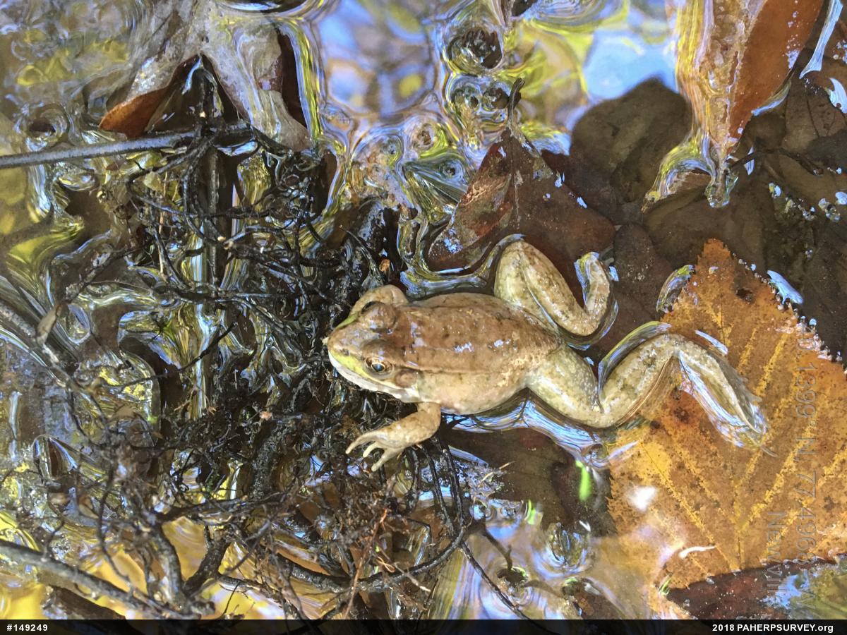 Green Frog