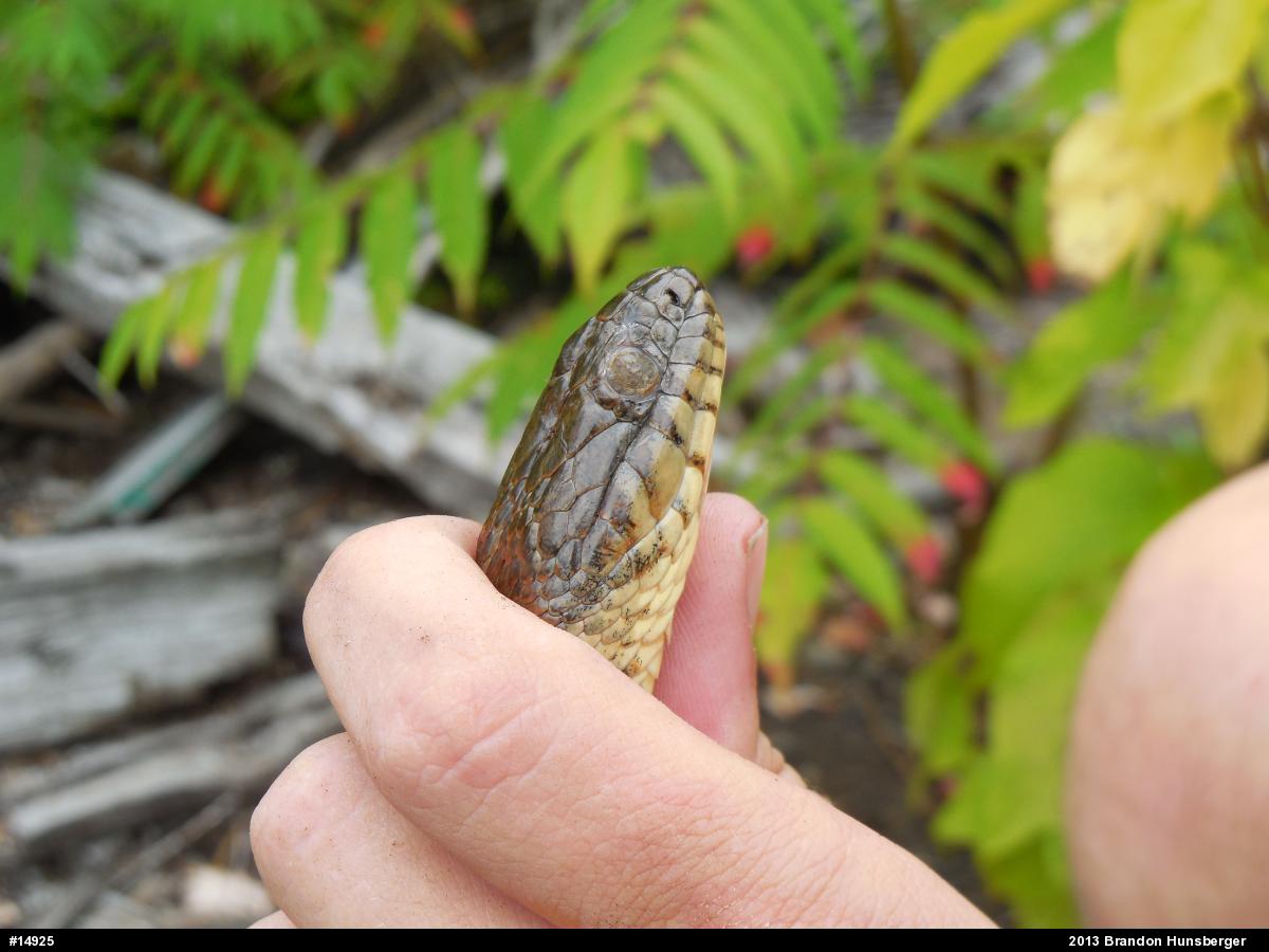 Northern Watersnake