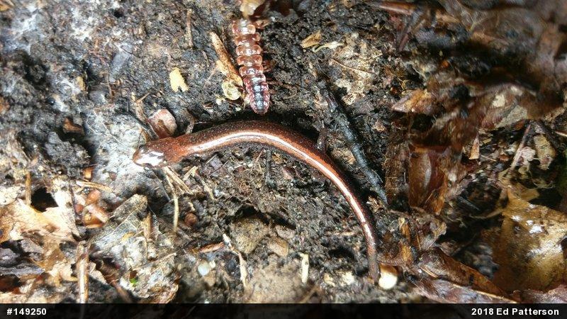 Eastern Red-backed  Salamander