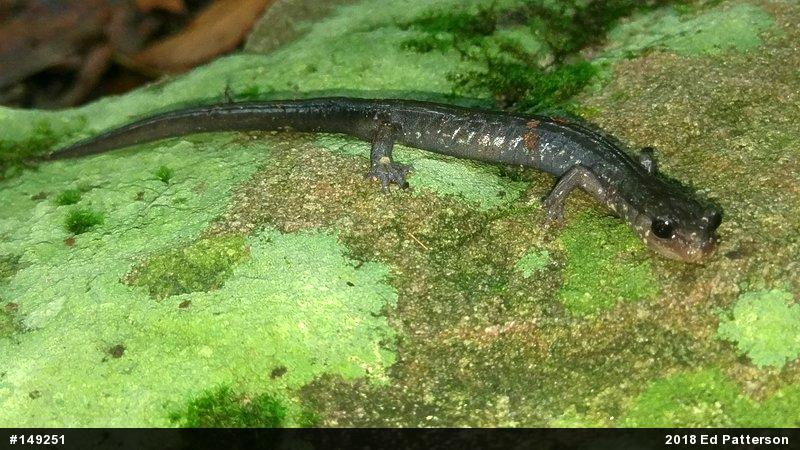 Wehrle's Salamander