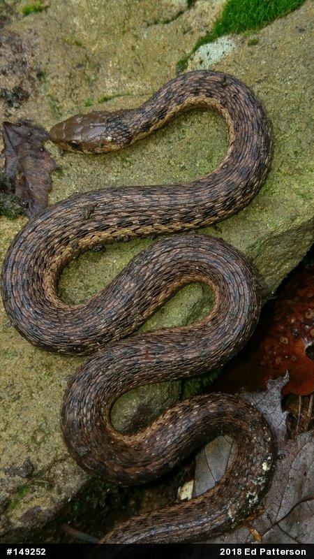 Eastern Gartersnake
